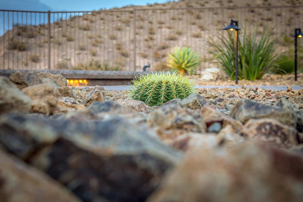cacti landscaping with a round cacti