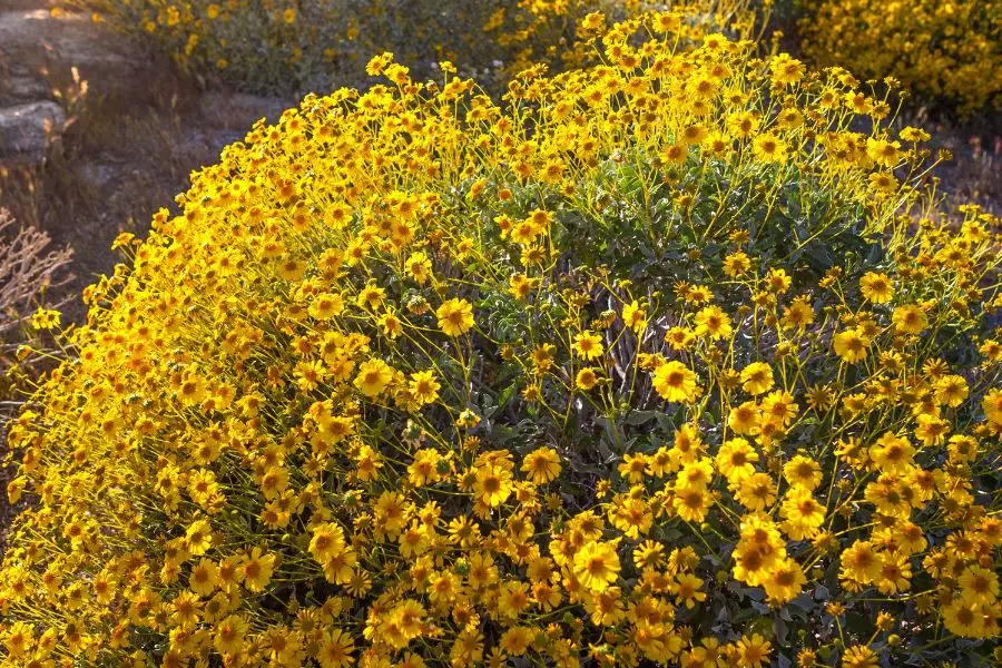 Best Low-Water Drought-Tolerant Plants for Las Vegas