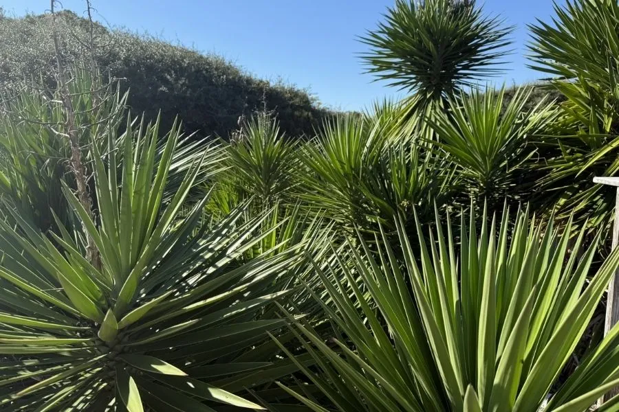 How to Layer Plants for a Professional Desert Landscape Design